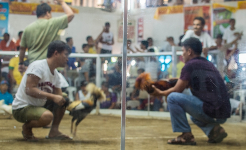 Photograph <em>"Rooster fight"</em> by <b>Esthalirioth</b>