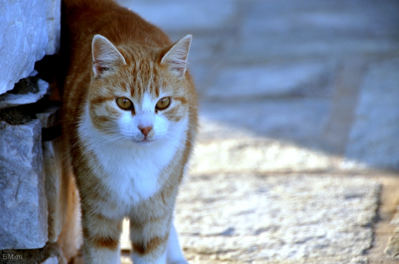Photographie <em>"Chat grec - Paros, l'île aux chats"</em> par <b>ElMxm</b>