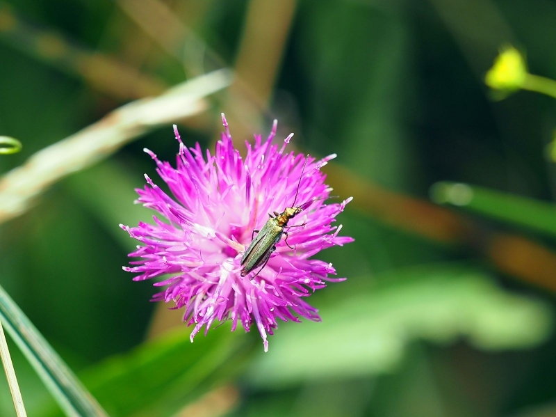 Photographie <em>"Vert métallique"</em> par <b>0N0S3NDAI</b>