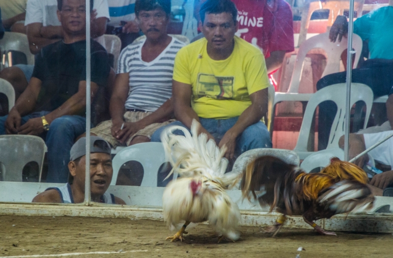 Photographie <em>"Soif de sang"</em> par <b>Esthalirioth</b>