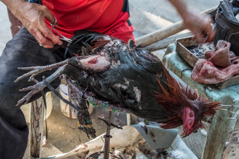Photograph <em>"After match surgery"</em> by <b>Esthalirioth</b>