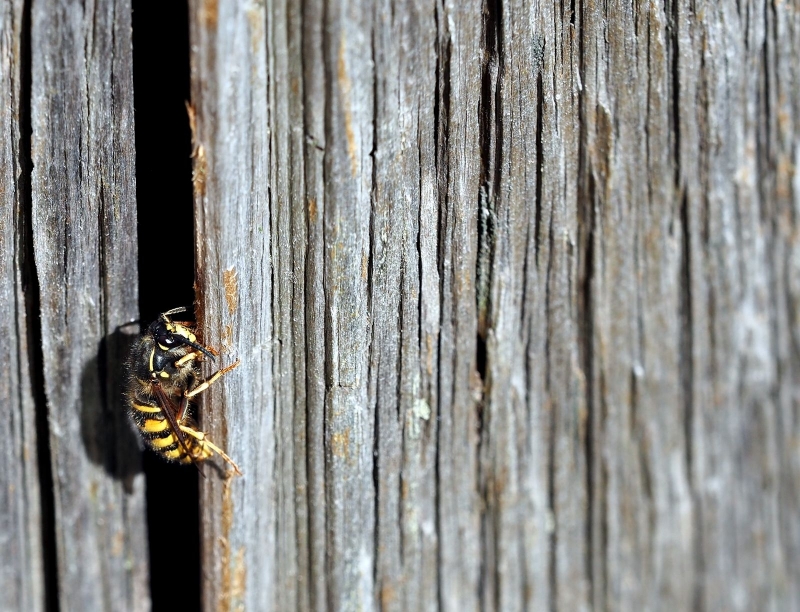 Photographie <em>"Un peu de bois en passant..."</em> par <b>0N0S3NDAI</b>