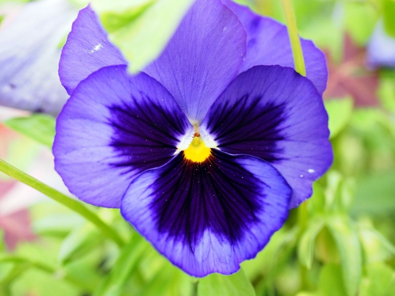 Photograph <em>"Thoughts..."</em> by <b>0N0S3NDAI</b>