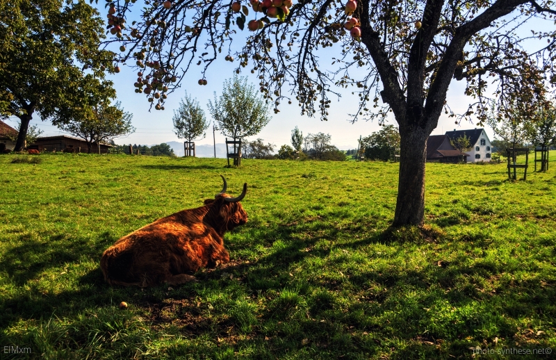 Photograph <em>"scottish cow - ... in Switzerland"</em> by <b>ElMxm</b>