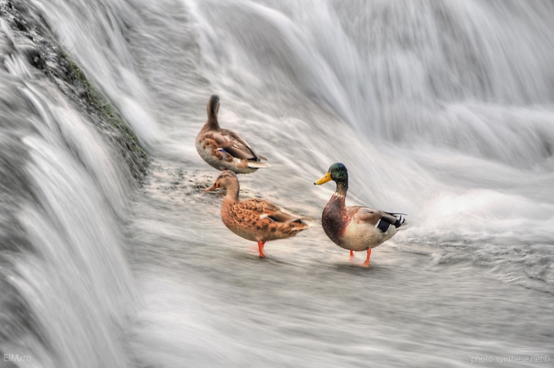 Photographie <em>"Canards - ... dans la tourmente"</em> par <b>ElMxm</b>