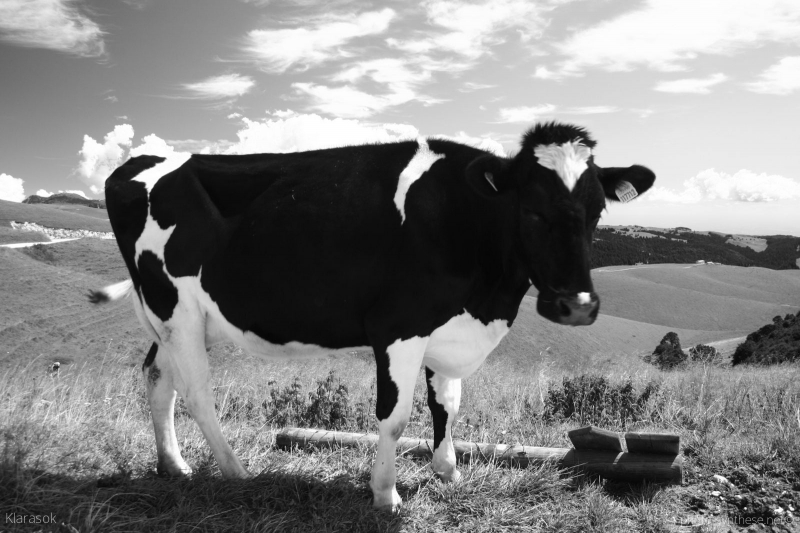 Photographie <em>"Vache et panneau de randonnée - Lessinie, Vérone, Italie"</em> par <b>Klarasok</b>