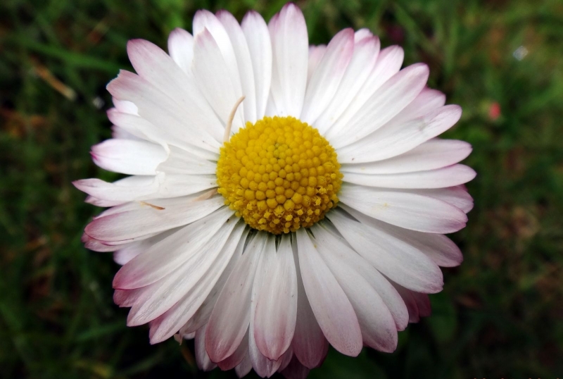 Photographie <em>"Details"</em> par <b>0N0S3NDAI</b>