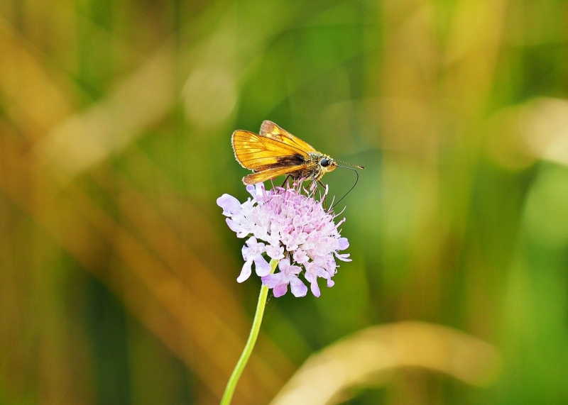 Photographie <em>"Délicat"</em> par <b>0N0S3NDAI</b>