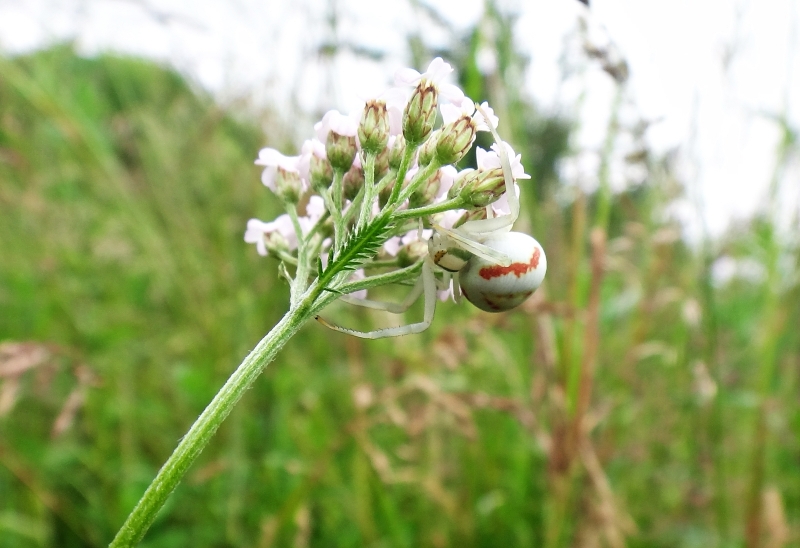 Photographie <em>"L'araignée fleur"</em> par <b>0N0S3NDAI</b>