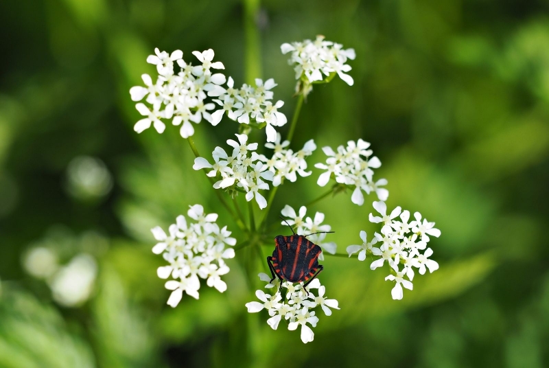 Photograph <em>"Rider of the flower"</em> by <b>0N0S3NDAI</b>
