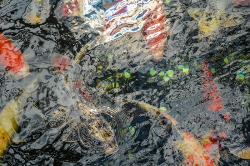 Photographie <em>"Koï"</em> par <b>Esthalirioth</b>