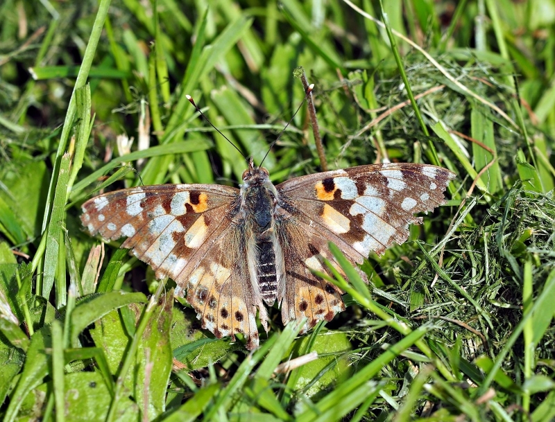 Photographie <em>"Papi papillon"</em> par <b>0N0S3NDAI</b>