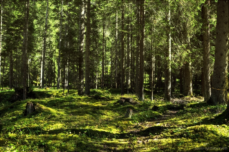 Photographie <em>"Canton des grisons, Suisse - Forêt de pins"</em> par <b>ElMxm</b>