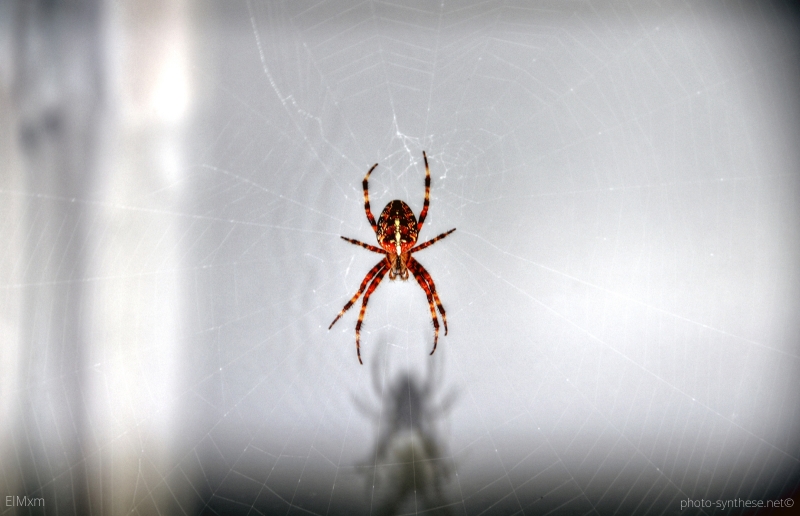 Photographie <em>"Arachnophobia - Araneus Diadematus-Araneidae"</em> par <b>ElMxm</b>