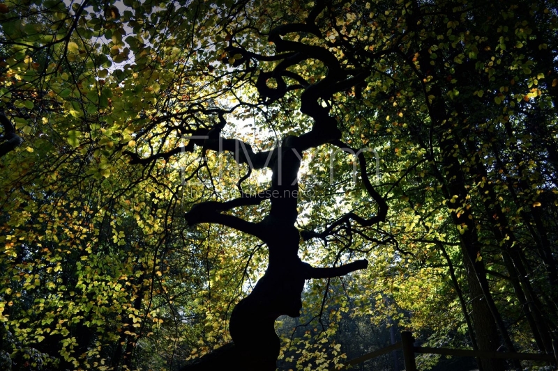 Photographie <em>"Verzy, France - La forêt de faux de Verzy"</em> par <b>ElMxm</b>
